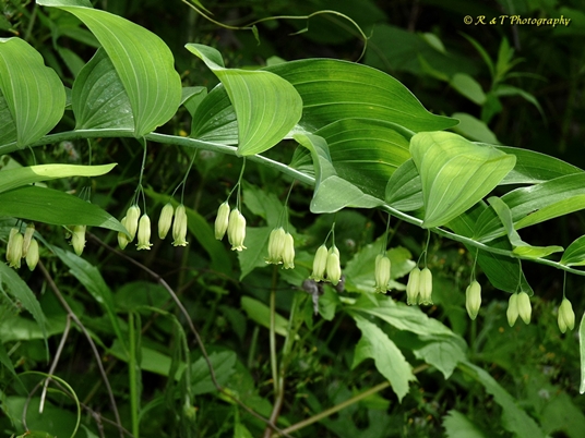 {Polygonatum biflorum}